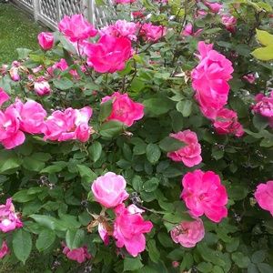 Meet your Posher, Mary lee